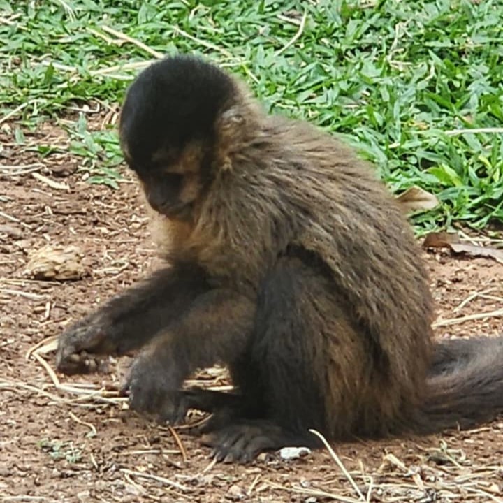 Macaco